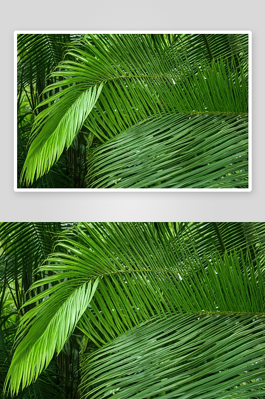 热带丛林中棕榈叶图片