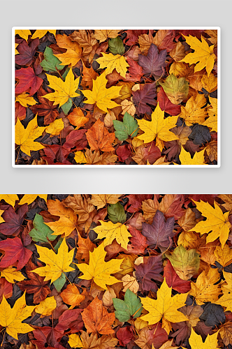 秋天背景五颜六色树叶图片