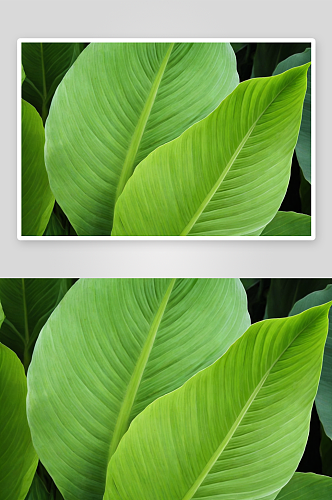 美人蕉属植物叶背景图片