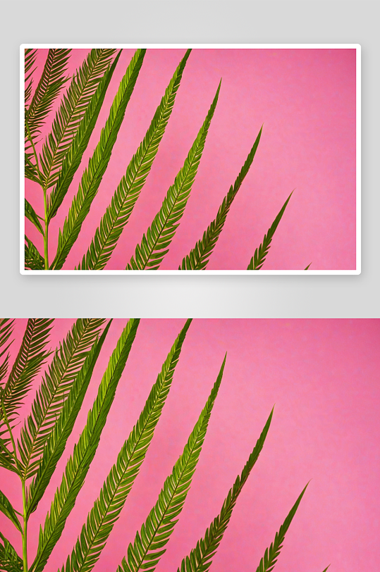 美丽明亮彩色背景棕榈蕨叶图片
