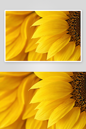 美丽黄色向日葵花瓣背景关闭了图片
