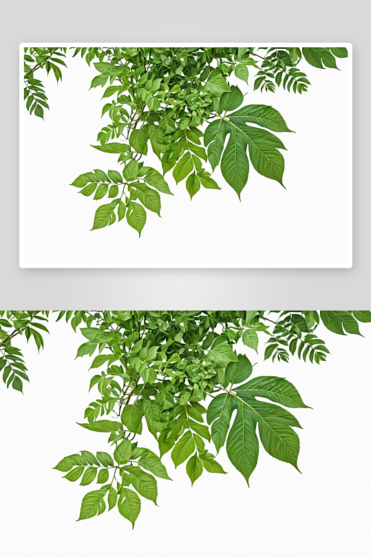 白底枝叶植物元素图片