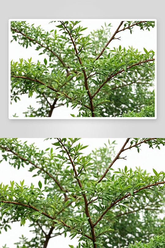灌木树枝植物元素图片