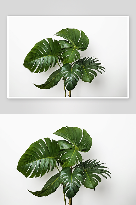 白色背景一片热带雨林怪兽植物叶子图片
