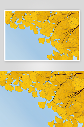 秋天黄色银杏叶图片