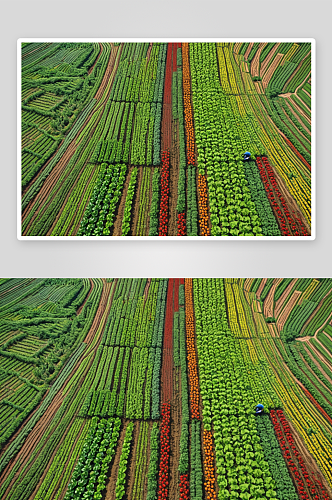 正方俯拍邓城蔬菜种植图片