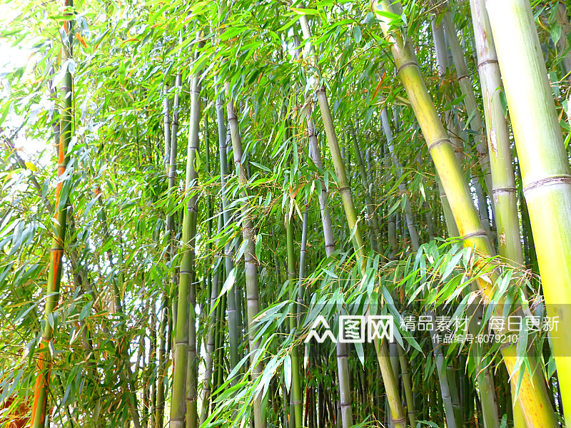 自然风景竹林竹叶素材