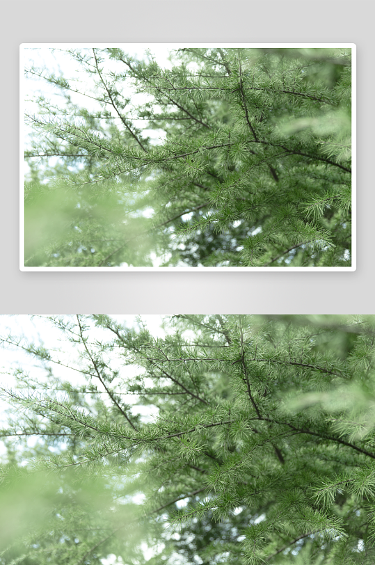 自然风景松树摄影