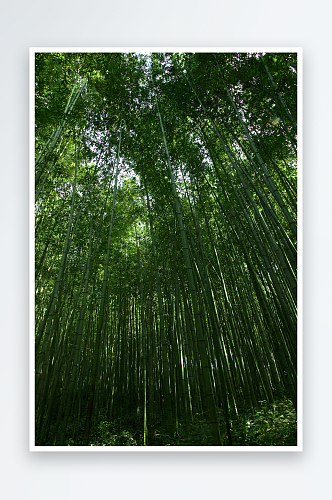 自然风景竹林竹叶