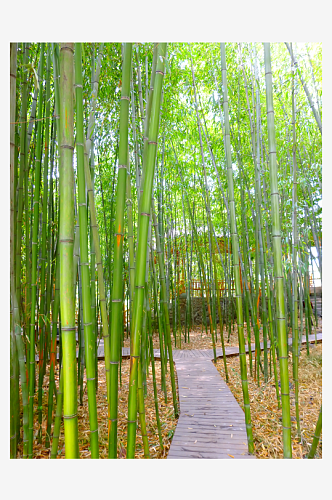 自然风景竹林竹叶