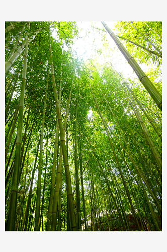 自然风景竹林竹叶