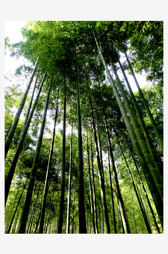 自然风景竹林竹叶