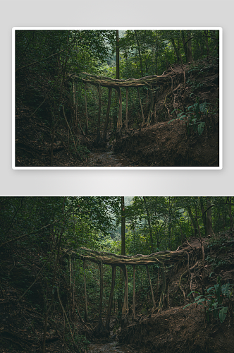 风景图冰川山川森林