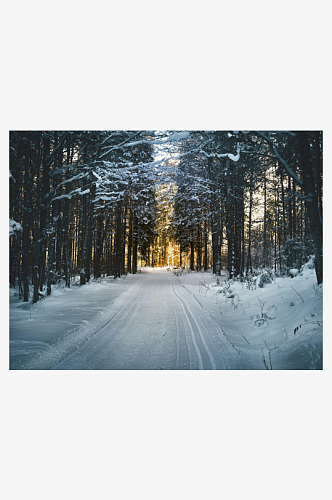 冬天雪景飘雪森林