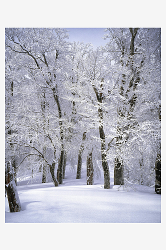 冬天雪景飘雪森林