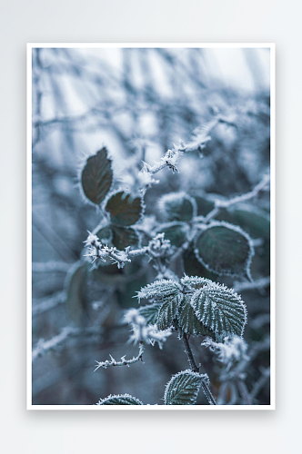 飘雪森林冬天雪景