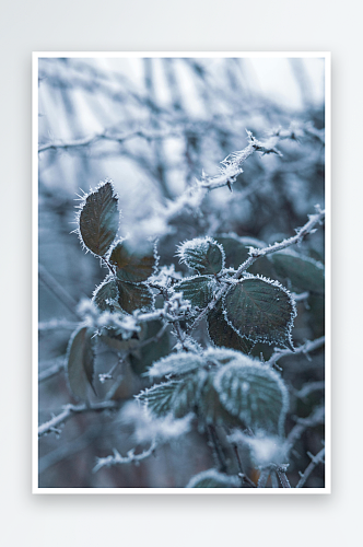 飘雪森林冬天雪景