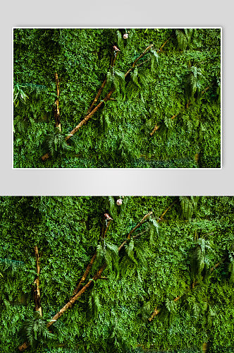 绿色空绿草墙框纹理背景摄影图照片