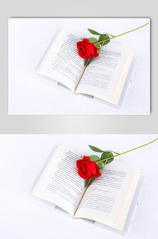 书本一枝玫瑰花束情人节摄影图片