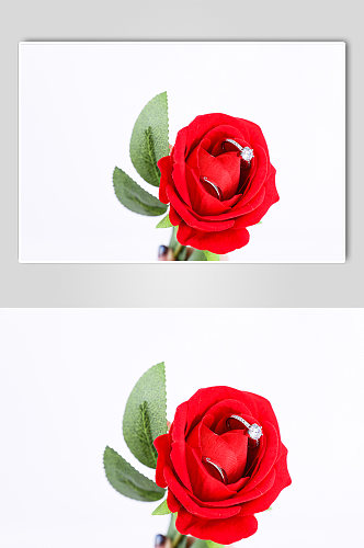 红玫瑰钻戒214浪漫情人节摄影图片