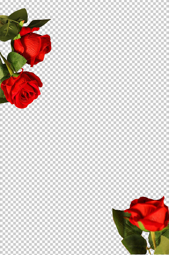 红玫瑰花情人节元素PNG免抠摄影图片