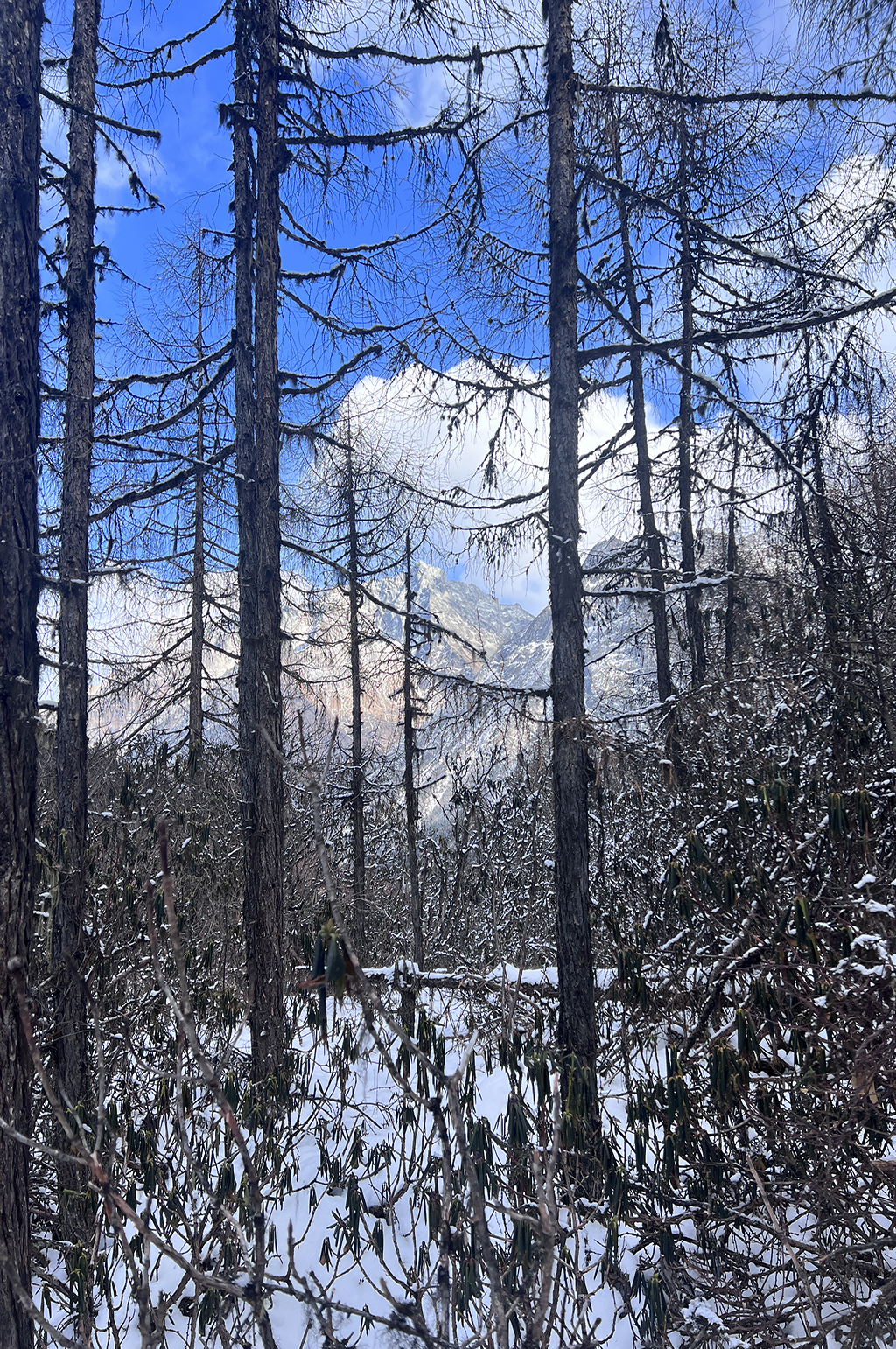 树林积雪四川冬季雪山雪景风景摄影图片素材