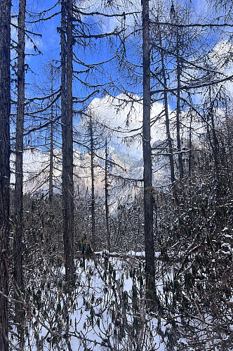 树林积雪四川冬季雪山雪景风景摄影图片