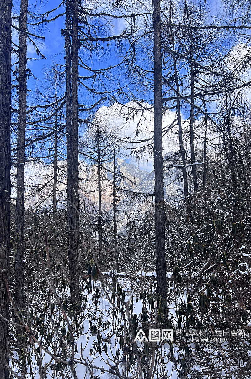 树林积雪四川冬季雪山雪景风景摄影图片素材