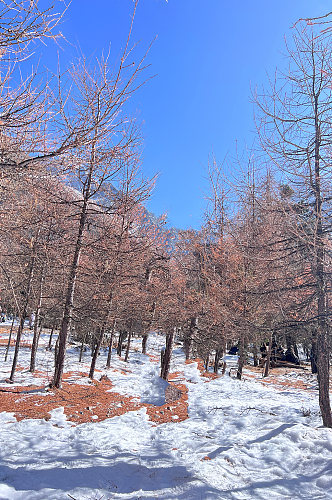 蓝天四川冬季雪山山林积雪雪景风景摄影图片