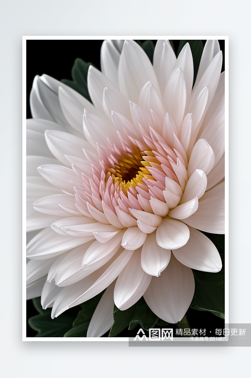 晶莹剔透的菊花花瓣上的美丽水晶素材