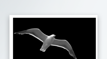 海鸥飞翔带通道可循环4K视频-众图网