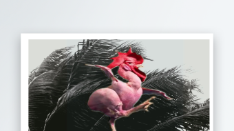 鸡疯了搞笑创意短视频素材-众图网