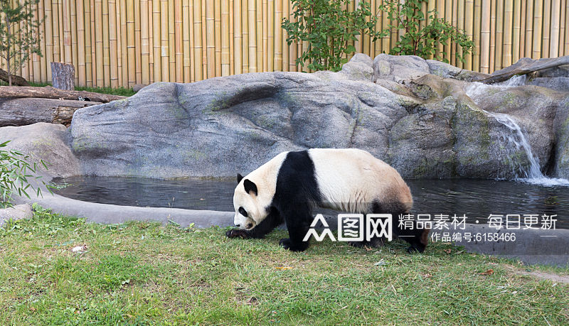 可爱大熊猫摄影图素材