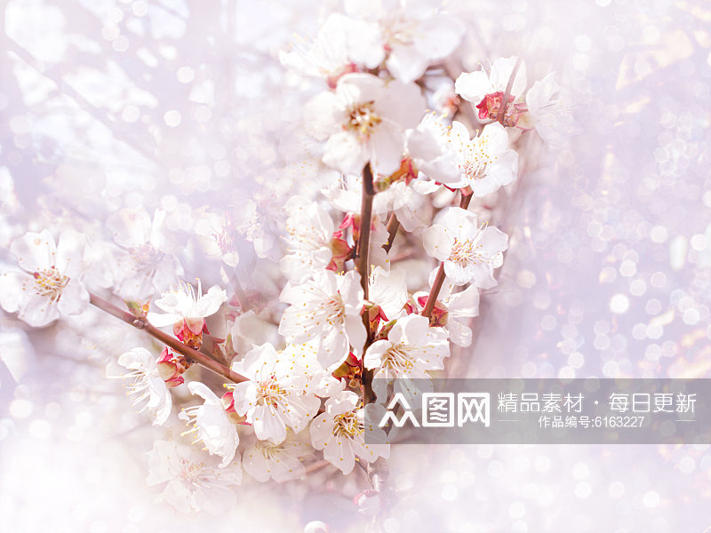 花季春季摄影图樱花照片春天摄影素材