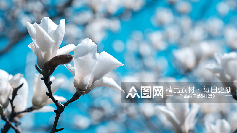 高清玉兰花植物花朵摄影图素材