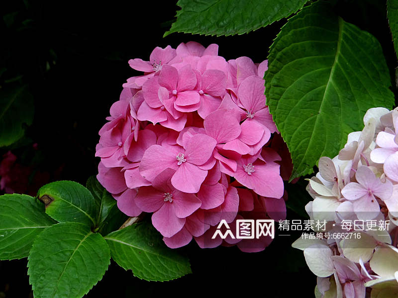 户外绣球花植物花朵摄影图素材