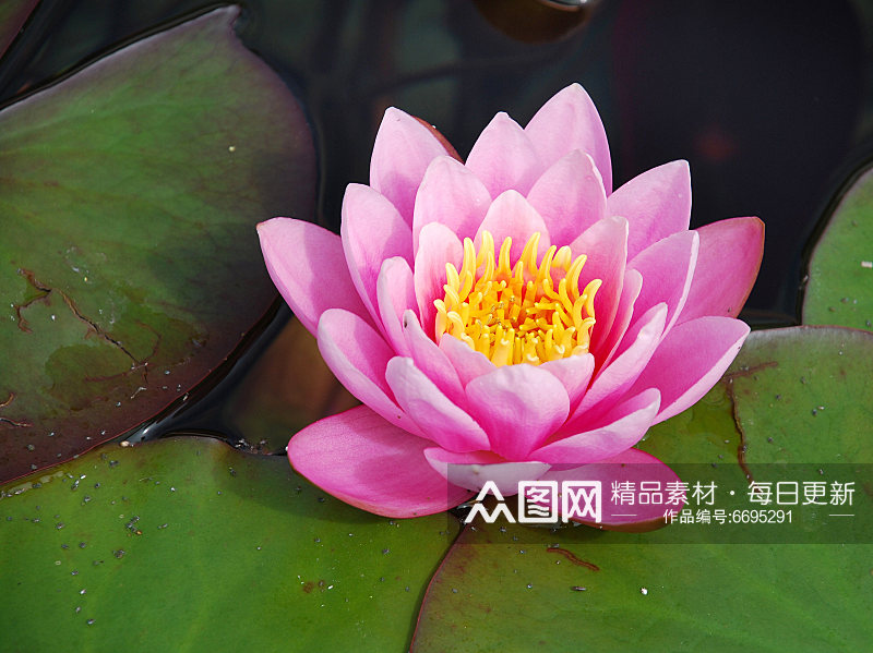 荷花高清植物花朵摄影图素材