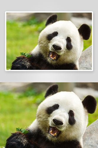 可爱大熊猫摄影图