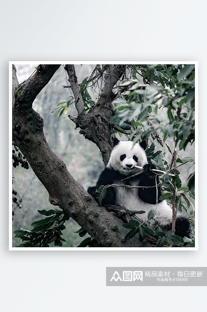 可爱大熊猫摄影图素材