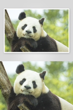 可爱大熊猫摄影图