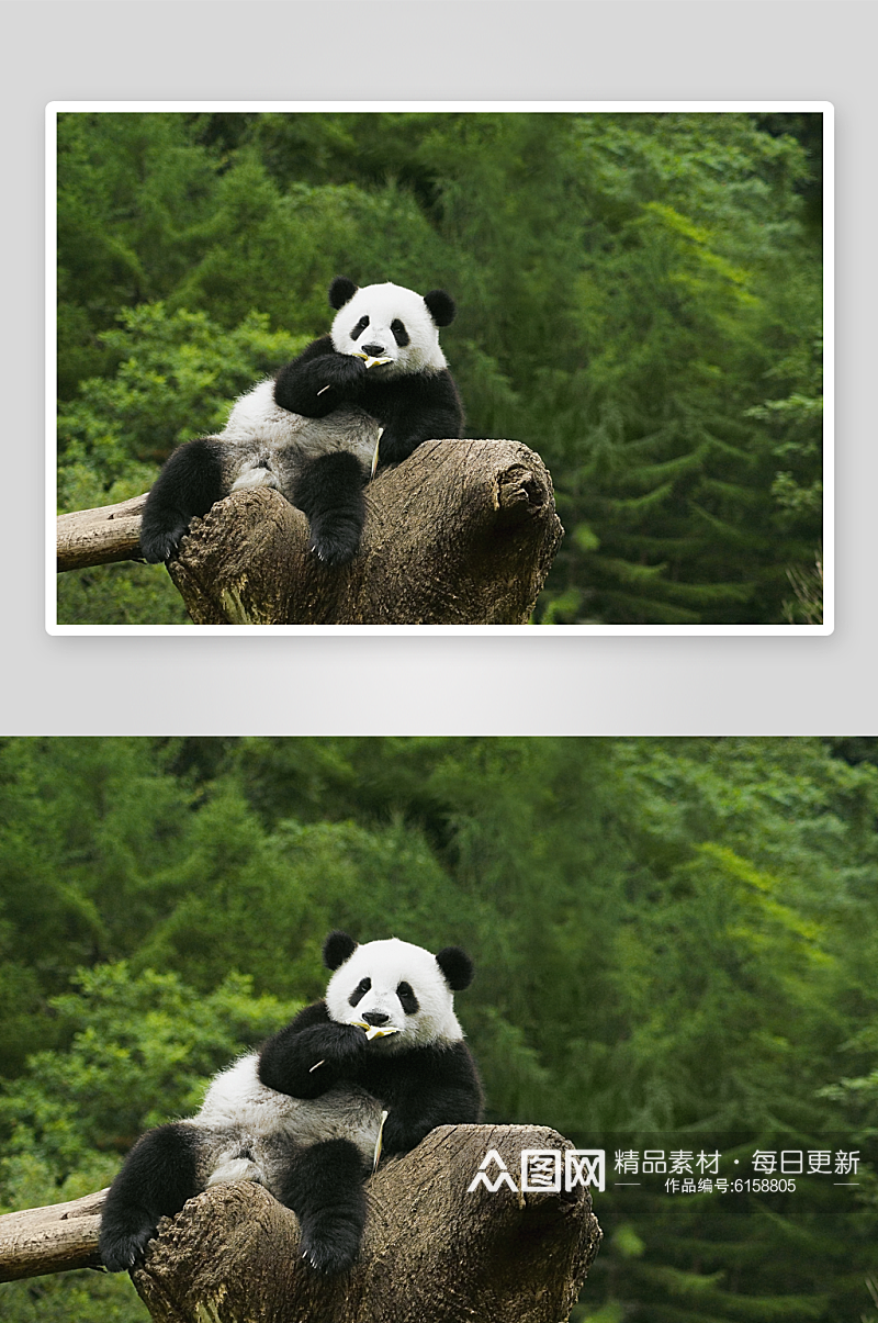 熊猫国宝国家保护动物摄影图素材