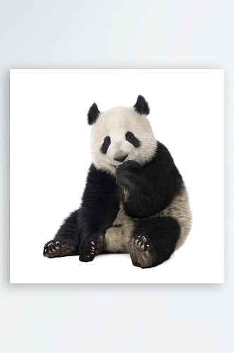 熊猫国宝国家保护动物摄影图