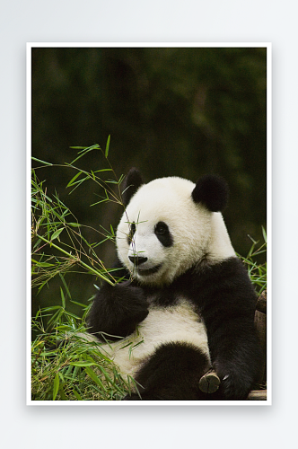 熊猫国宝国家保护动物摄影图