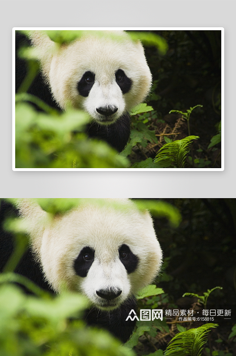 熊猫国宝国家保护动物摄影图素材