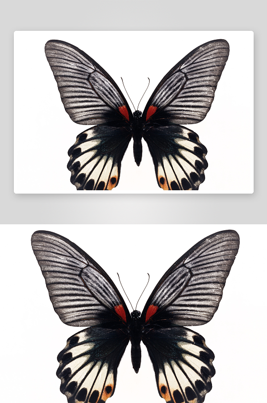 昆虫动物蝴蝶特写实拍摄影图片