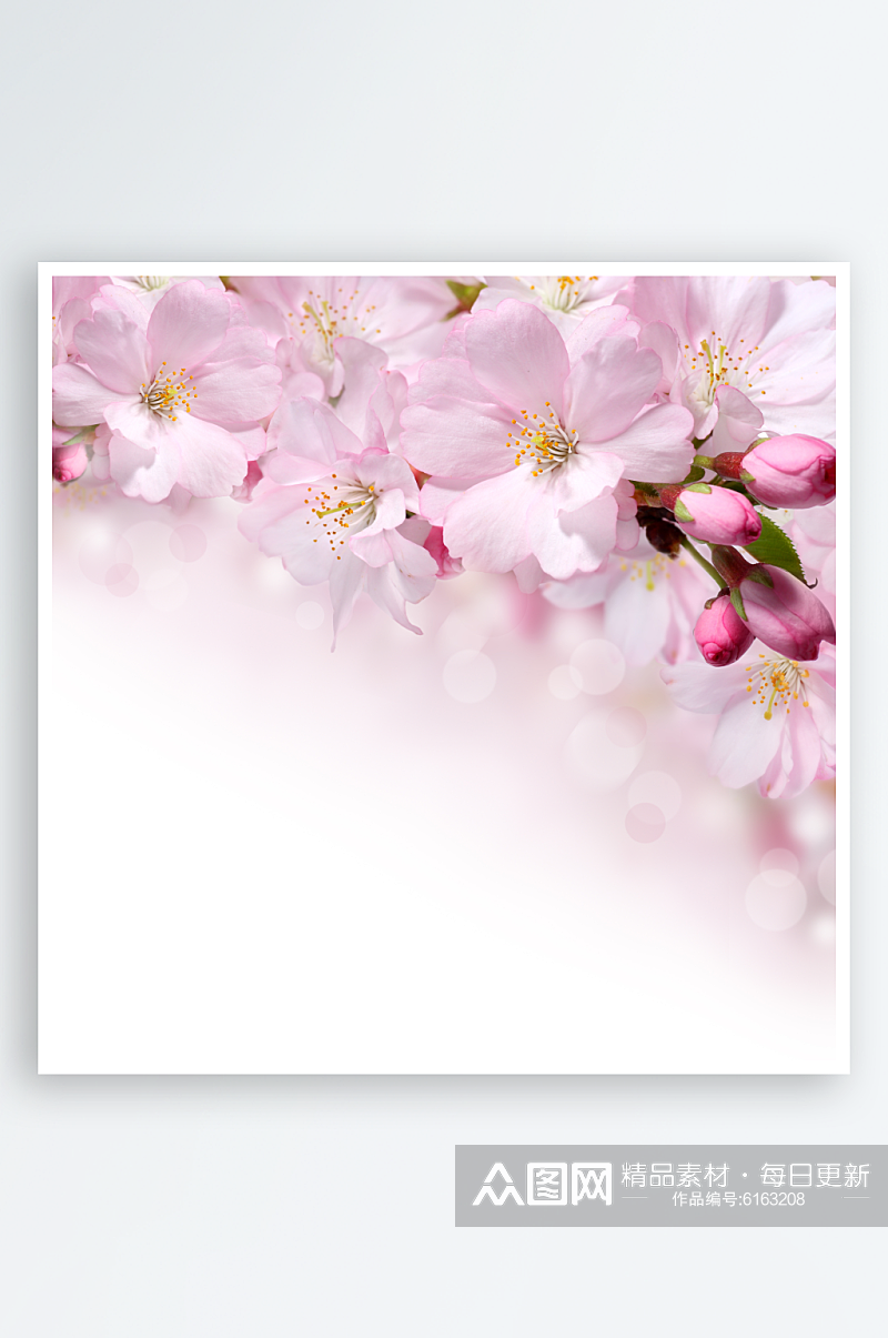 花季春季摄影图樱花照片春天摄影素材