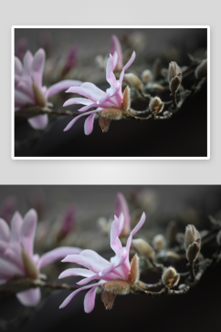 玉兰花植物花朵摄影图