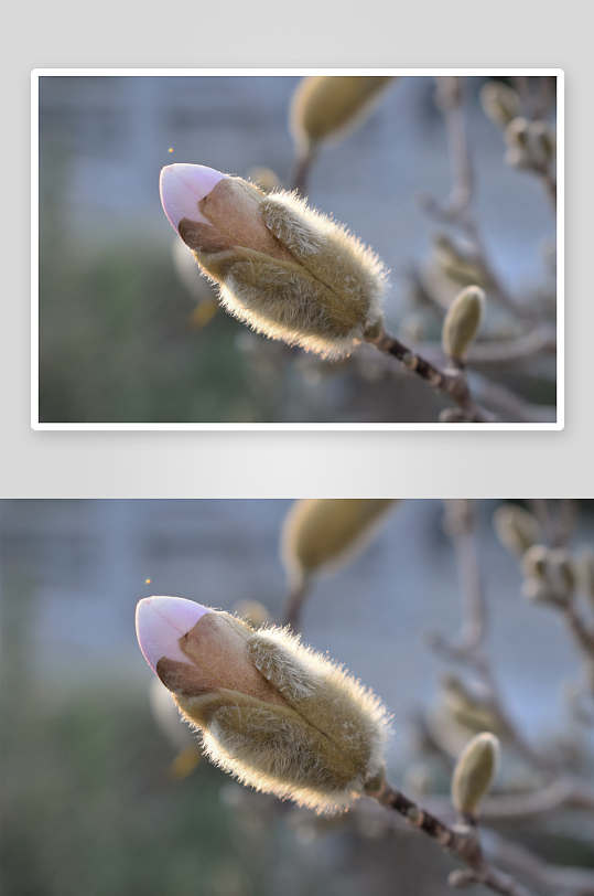 玉兰花植物花朵摄影图