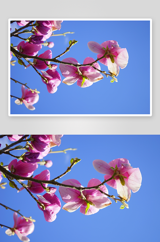 玉兰花植物花朵摄影图