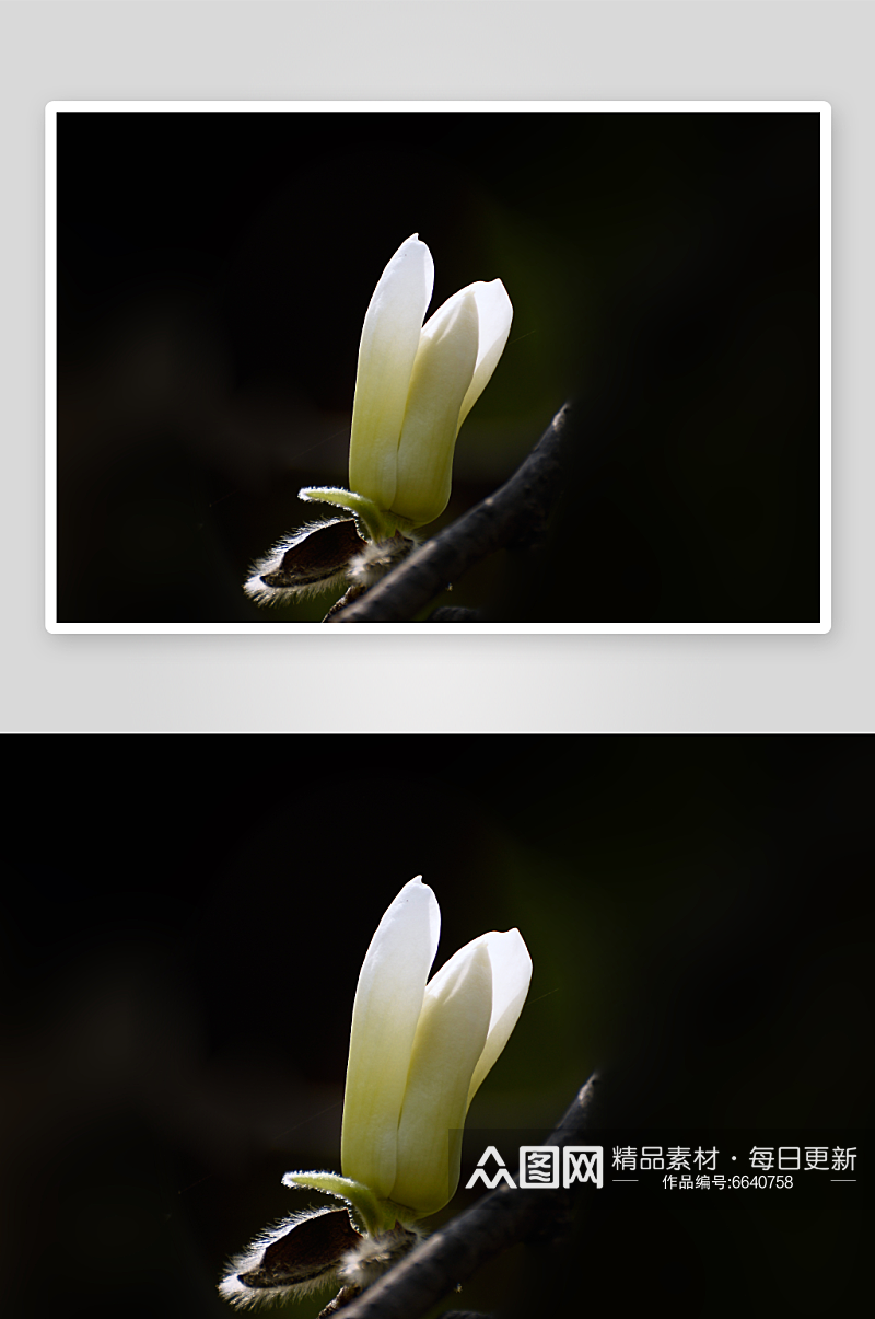 玉兰花植物花朵摄影图素材